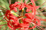 Magic lily <BR>Red spider lily